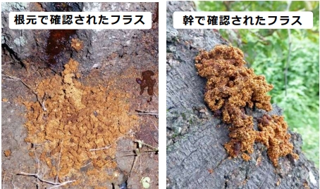 フラスの例