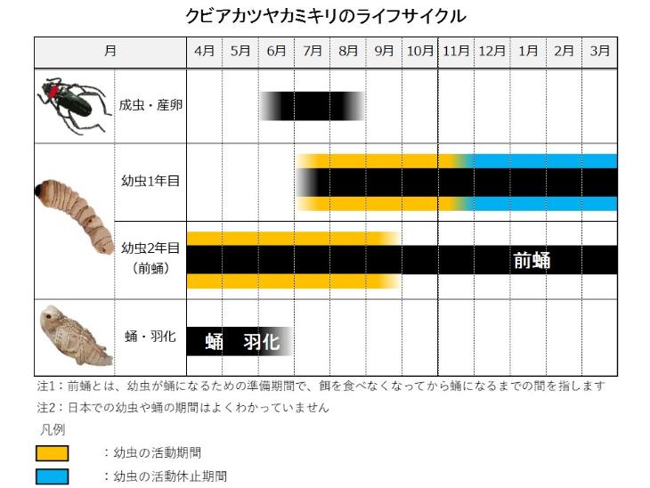 クビアカツヤカミキリのライフサイクル