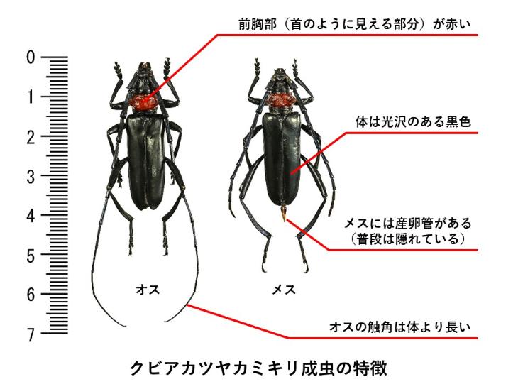 クビアカツヤカミキリの成虫の特徴
