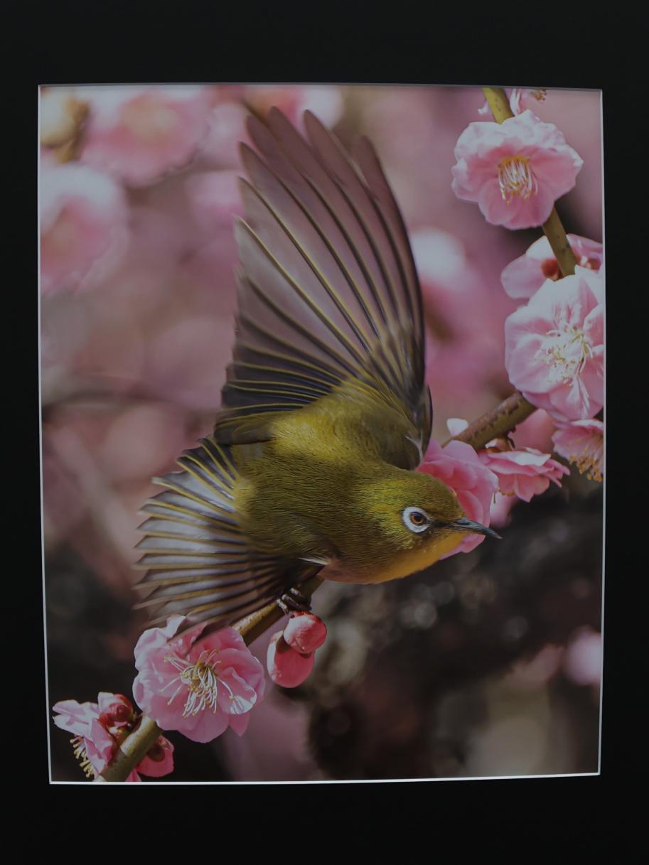 春を急く耀鱗