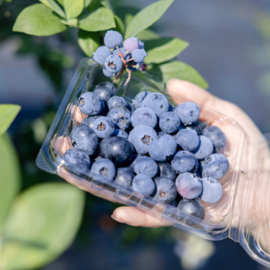 いやしのベリー