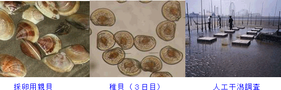 採卵用親貝　稚貝（3日目）　人口干潟調査