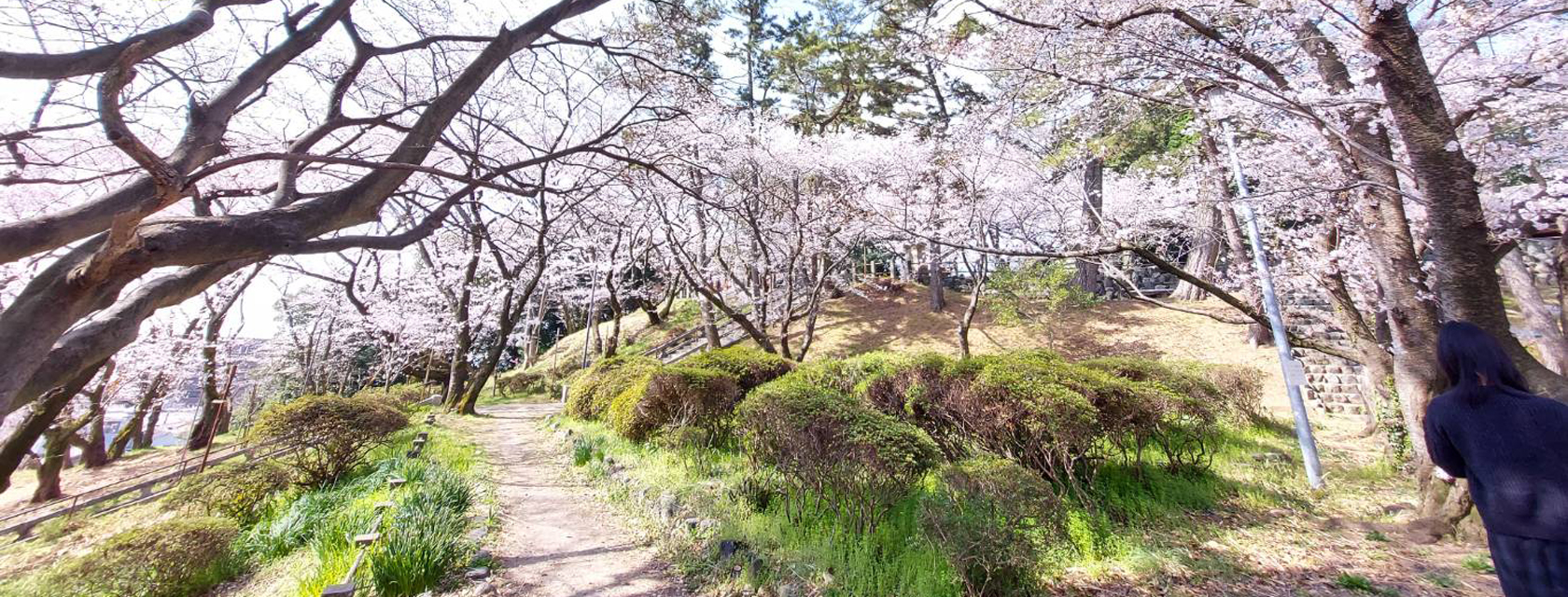 走井山特集タイトル